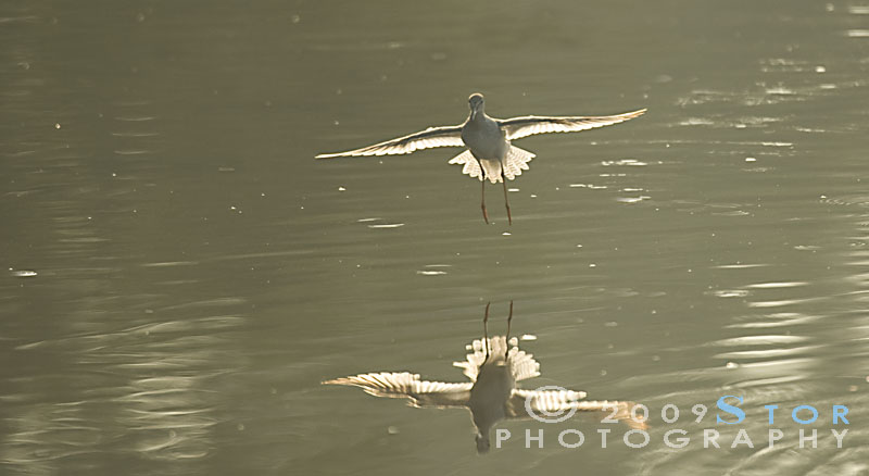 Redshank