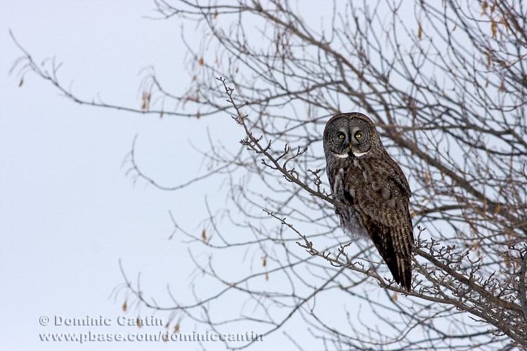 Chouette Lapone / Great Gray Owl