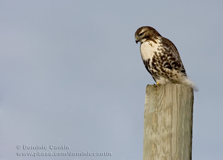Buse EQueue Rousse / Red-tailed Hawk