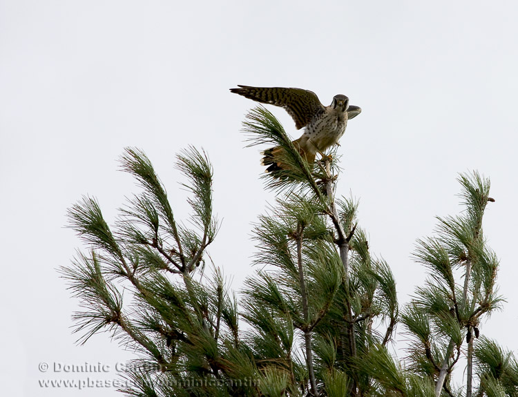 Crcerelle dAmrique / American Kestrel