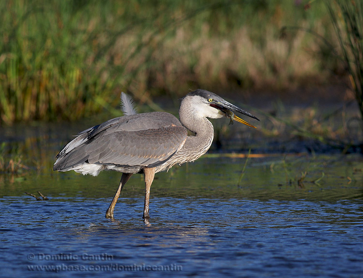 Grand Hron / Great Blue Heron