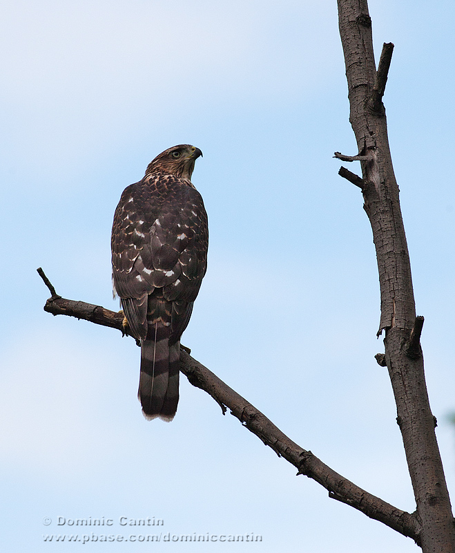 pervier de Cooper (juv) /  Coopers Hawk (juv)