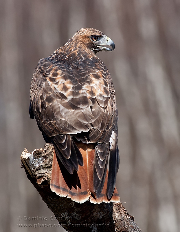 Buse  queue rousse  / Red-tailed Hawk