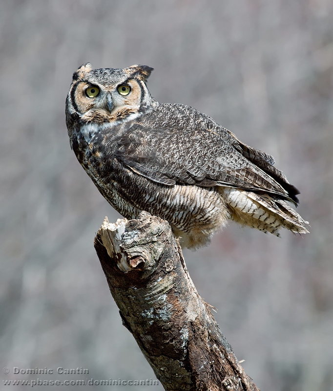 Grand-duc dAmrique / Great horned Owl