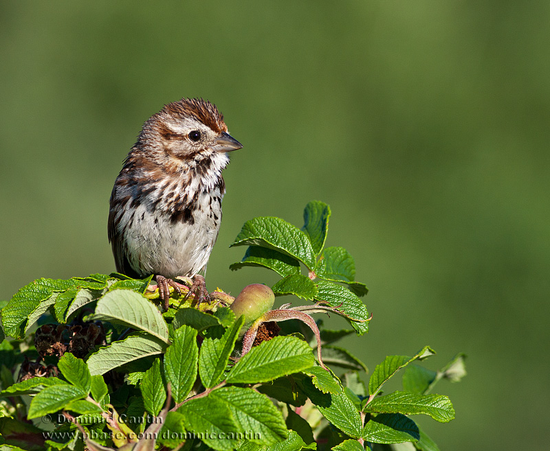 Bruant chanteur  /  Song Sparrow  