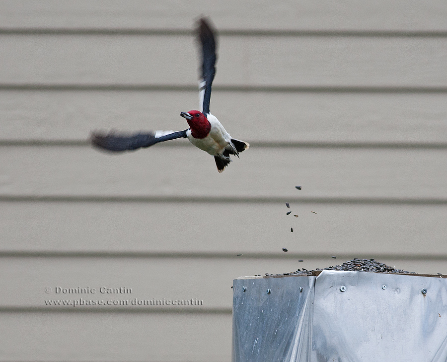Pic  tte rouge  /  Red-Headed Woodpecker  