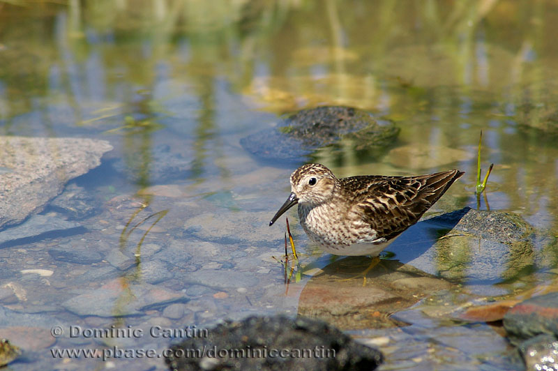 Bcasseau Minuscule / Least Sandpiper