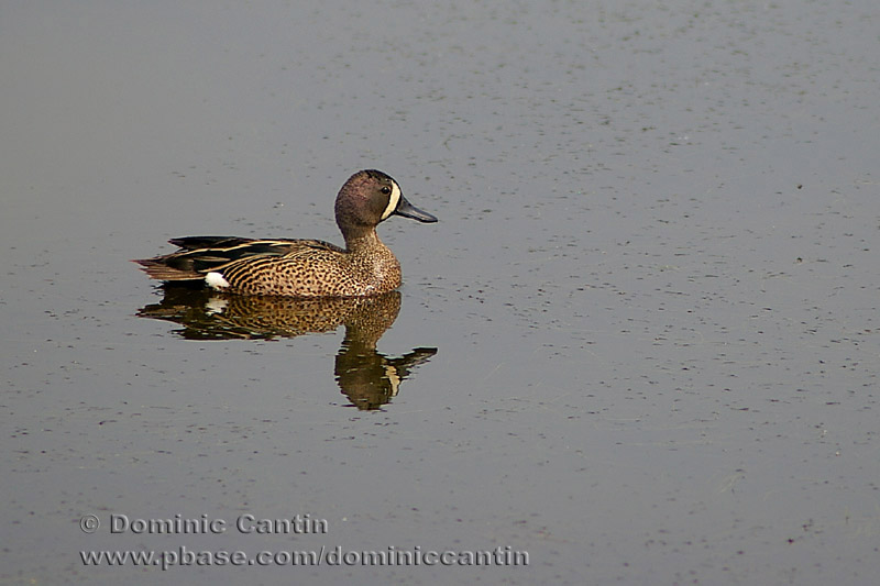 Sarcelle Eailes bleues / Blue-winged Teal
