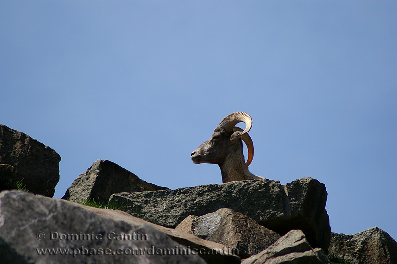 Zoo de St-Flicien