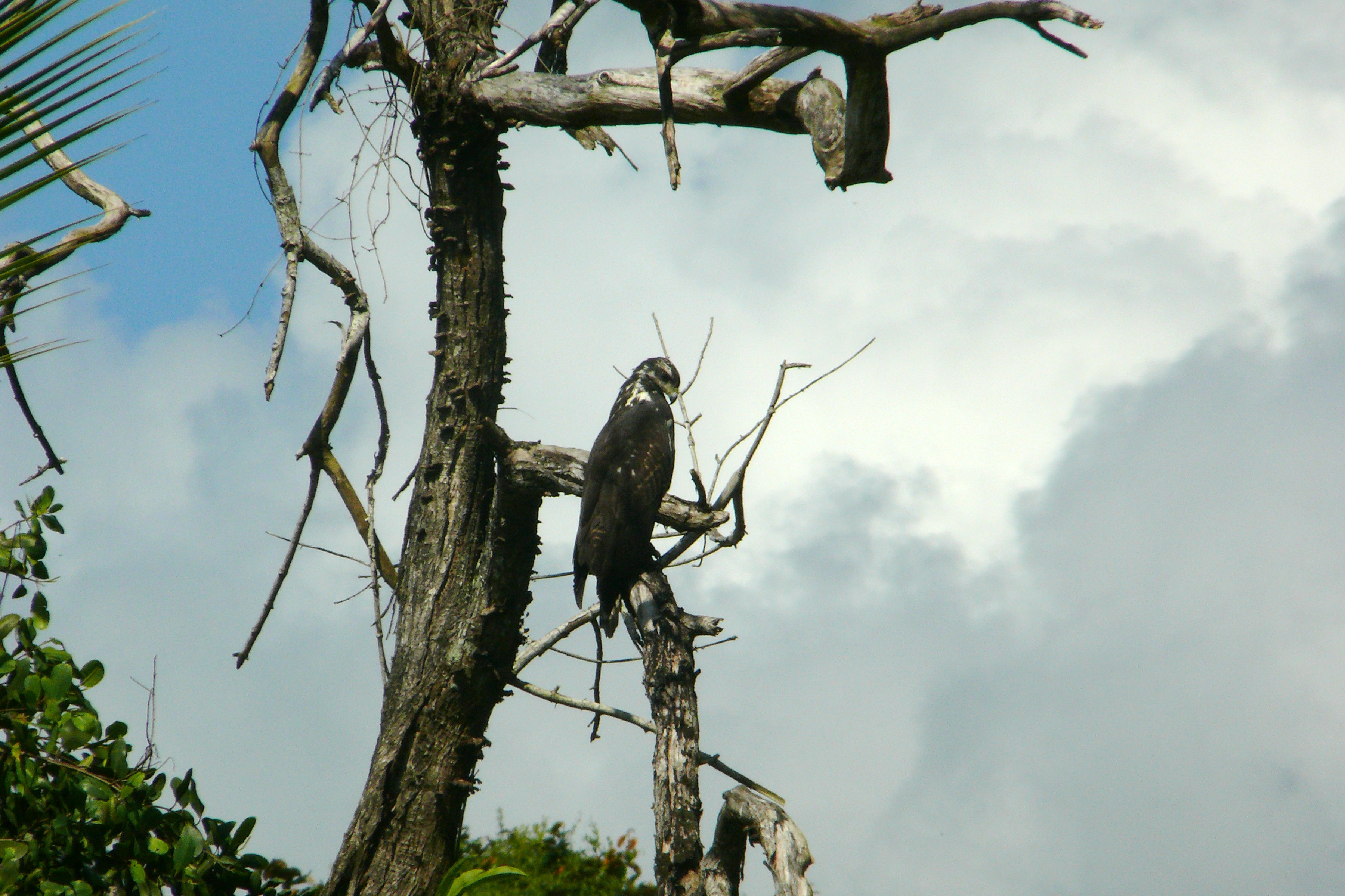 Possible Black Hawk-eagle Punta Gorda Toledo District Belize_2-17-2009 21.JPG