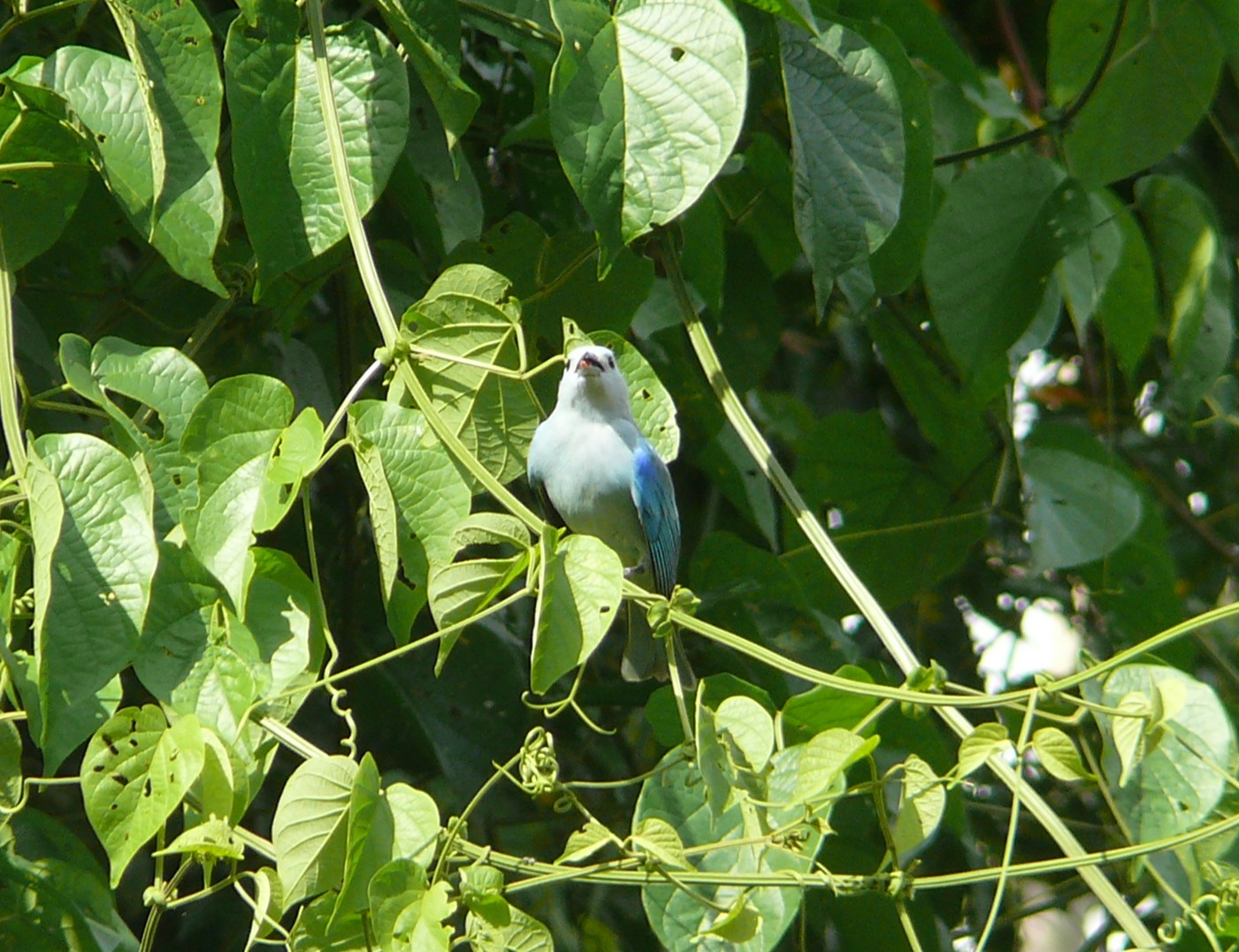 Blue-gray Tanager - Blue Hole National Park Cayo District Belize 2-18-2009 2.JPG