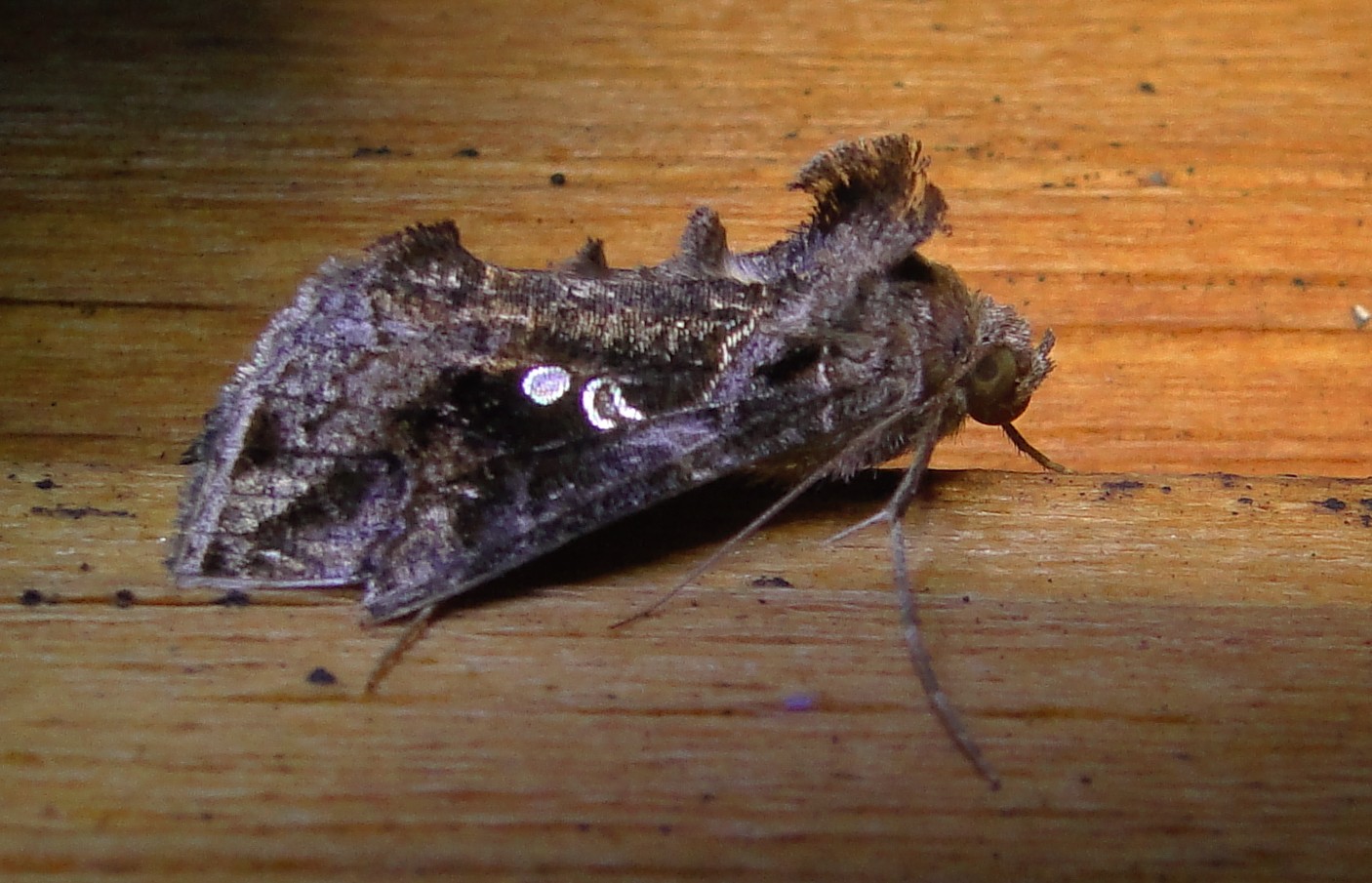 8895 Gray Looper Moth - Rachiplusia ou Athol Ma 9-28-2010.JPG