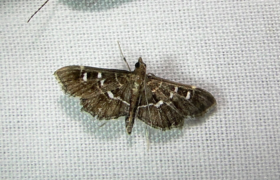 5175  Diathrausta harlequinalis  Harlequin Webworm Moth June 21 2011 Athol Ma.JPG