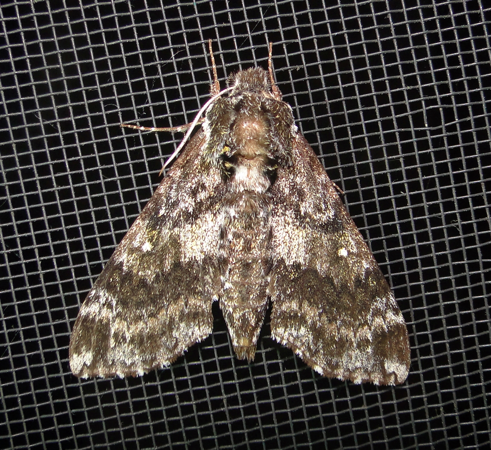 7784  Dolba hyloeus  Pawpaw Sphinx Moth June-21-2011 Ahol Ma.JPG