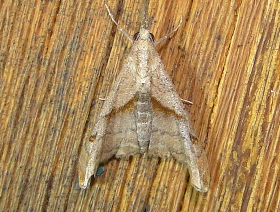 8397  Palthis angulalis  Dark-spotted Palthis Moth June 21 2011 Athol Ma.JPG