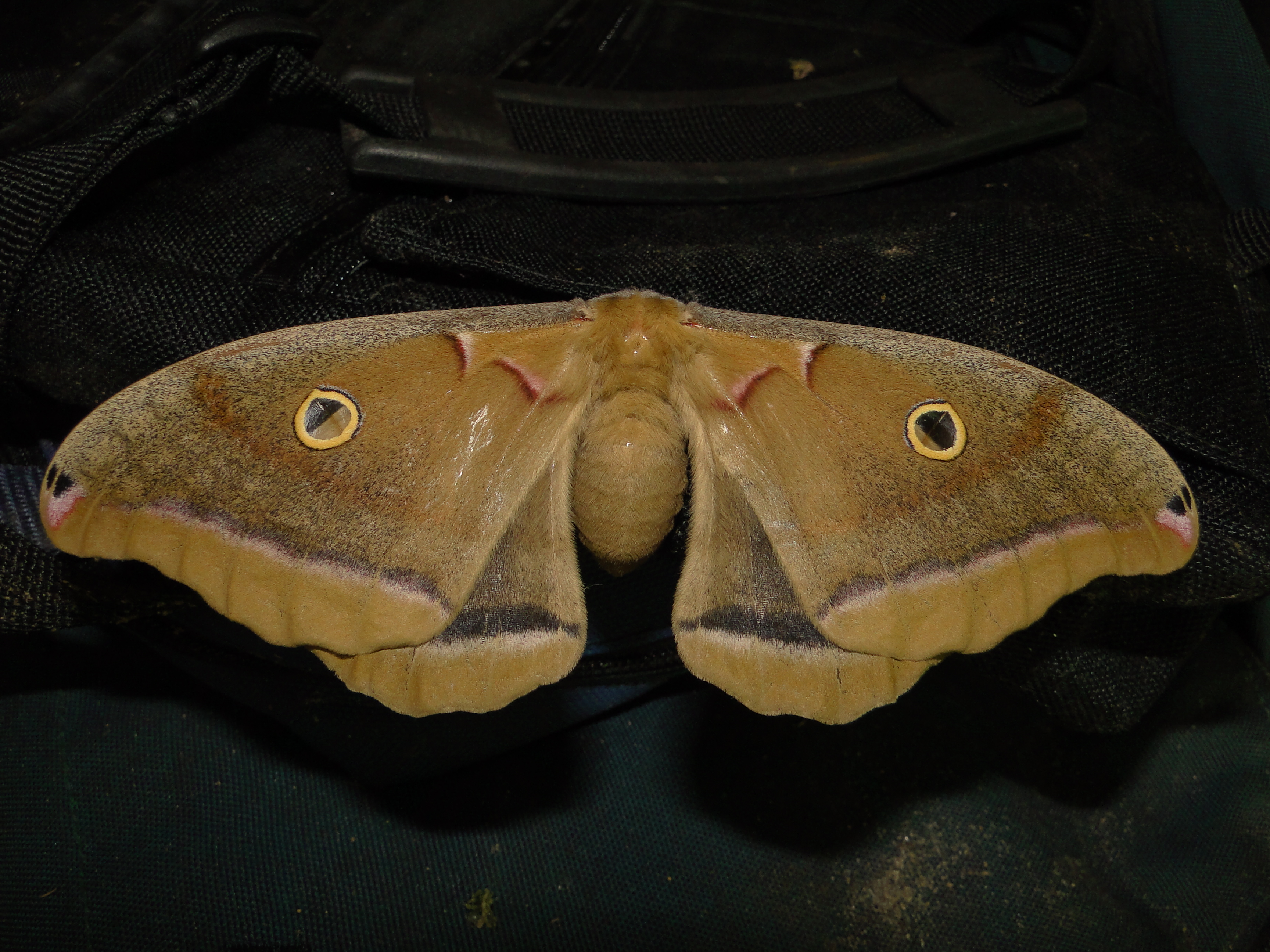 7757 Antherea polyphemus_Polyphemus June 29 a 2011 Athol Ma (8).JPG