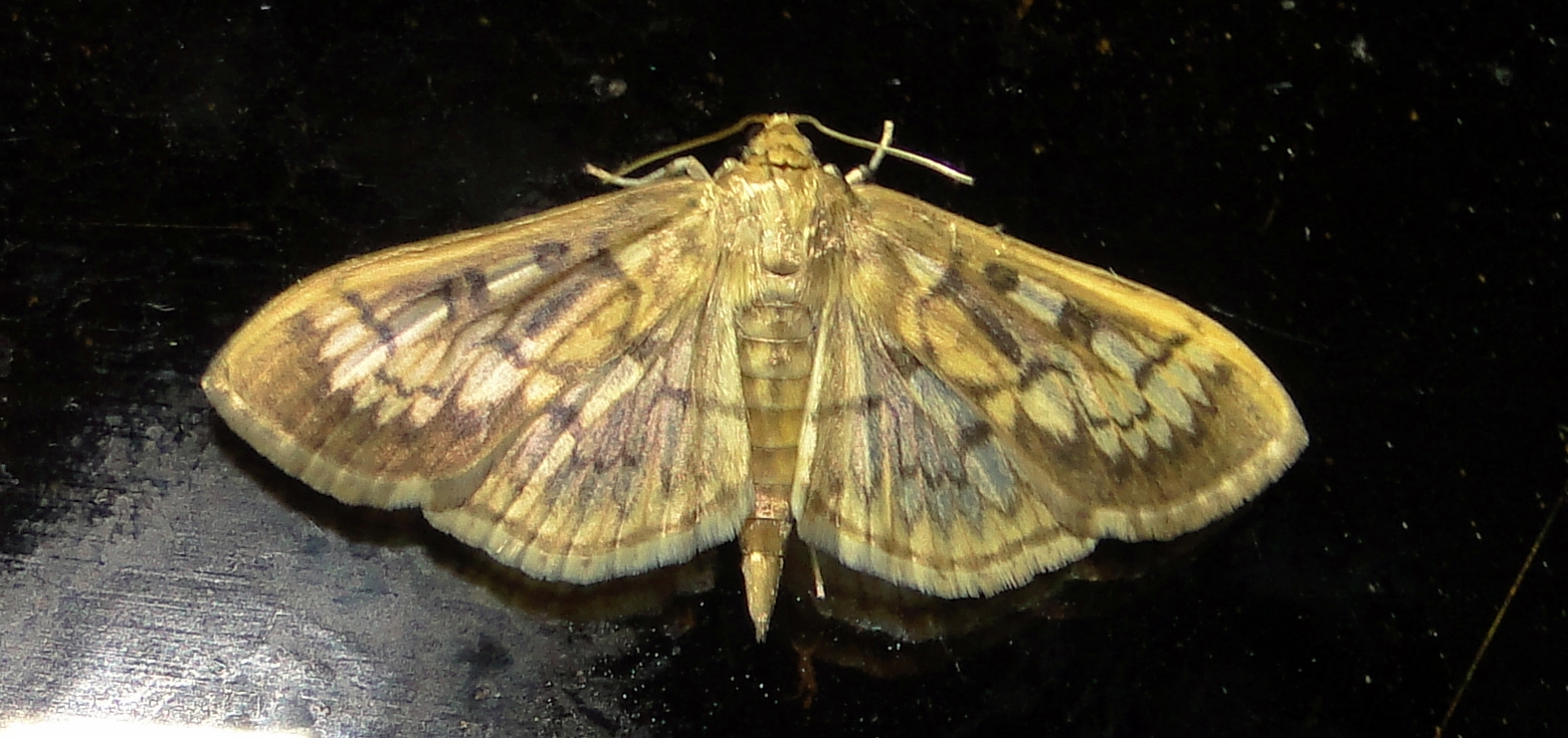 5277  Herpetogramma thestealis  Zigzag Herpetogramma July 18 2011 Athol Ma (1).JPG