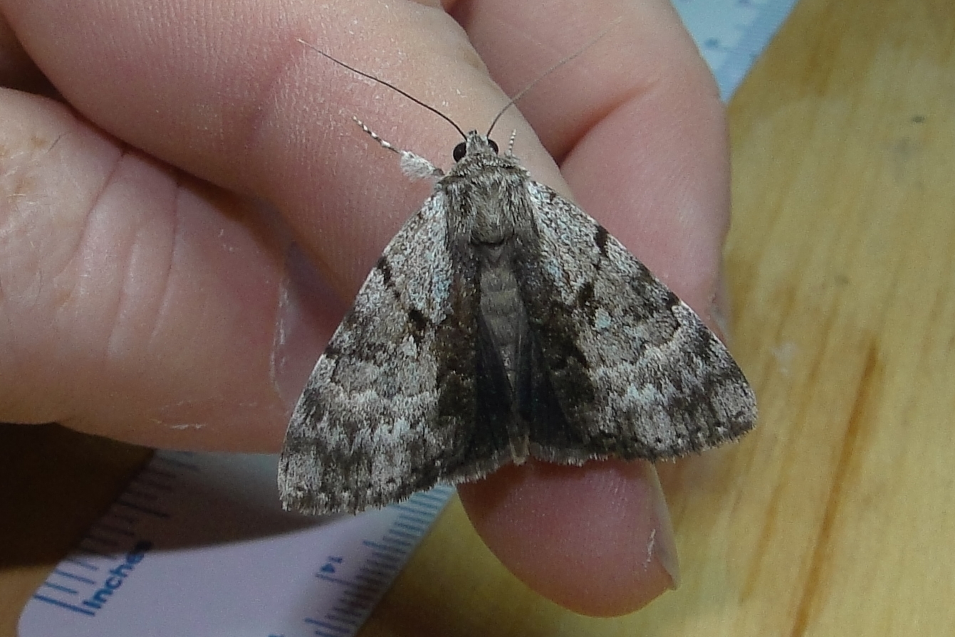 8849 Catocala andromedae Andromeda Underwing July 26 2011 Athol Ma (1).JPG