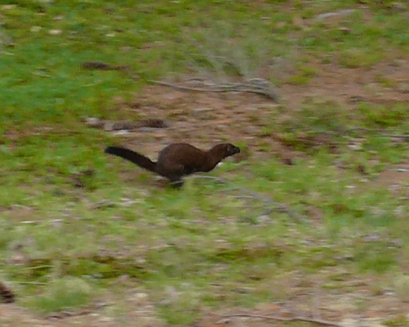 mink May 15 2008 Comet Pond Rutland Ma.JPG