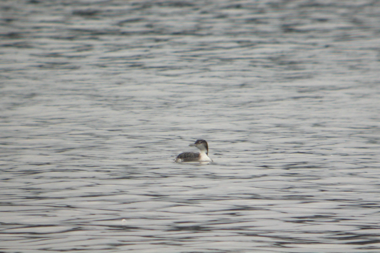 Common Loon