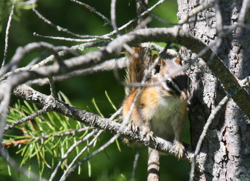Least Chipmunk