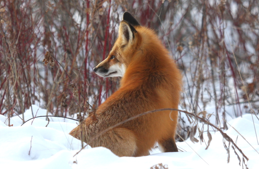 Red Fox