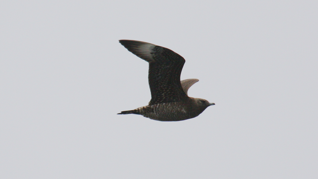 Parasitic Jaeger