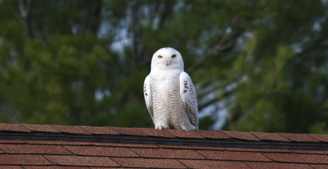 Snowy Owl