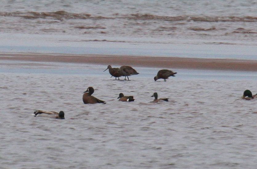 Hudsonian Godwits