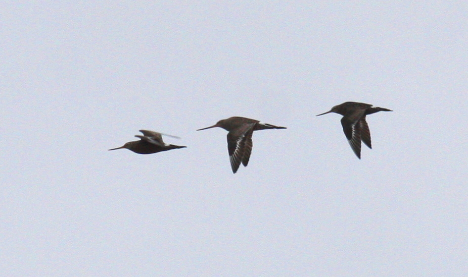 Hudsonian Godwits