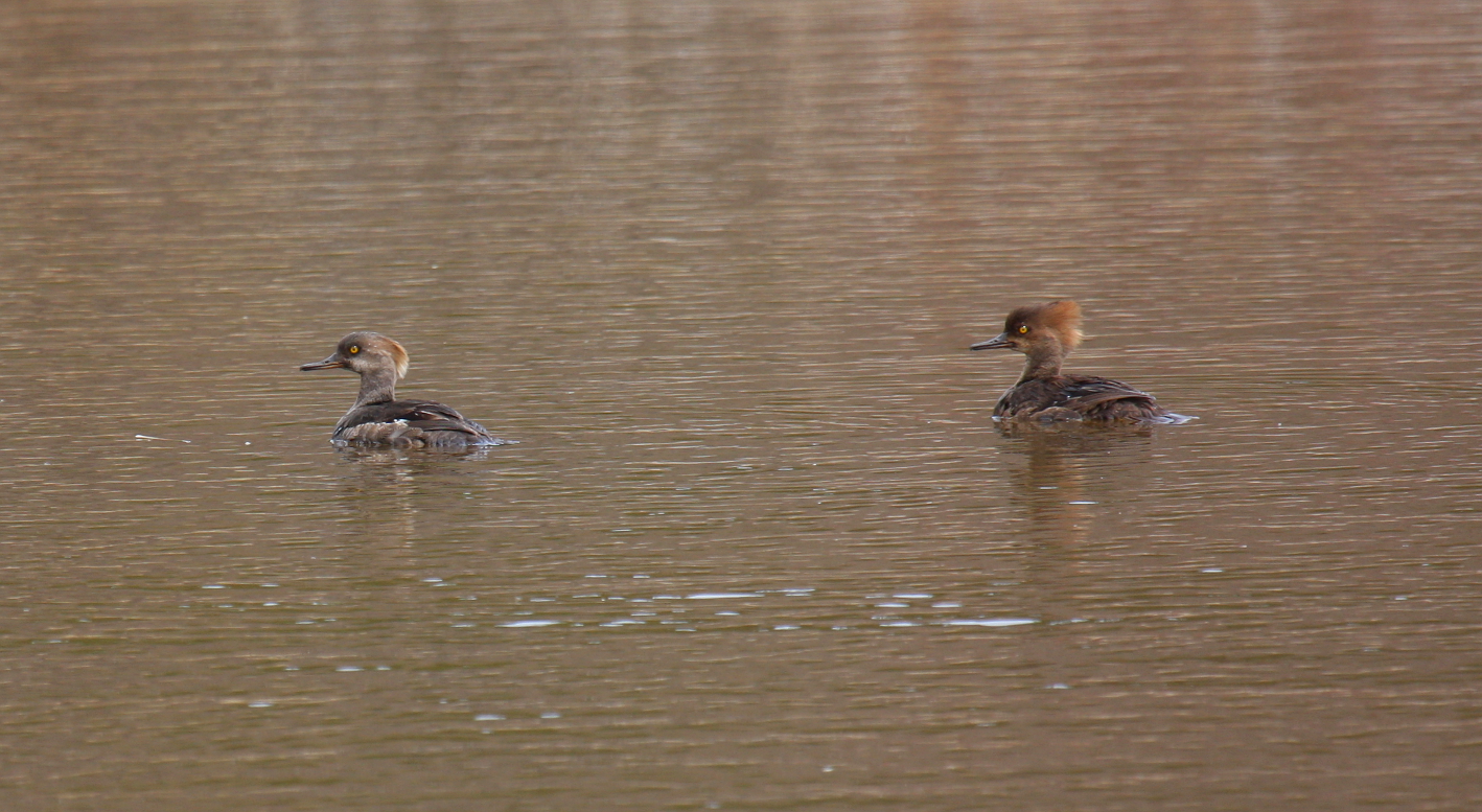 Hooded Merganser