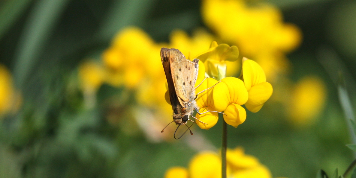 Fiery Skipper