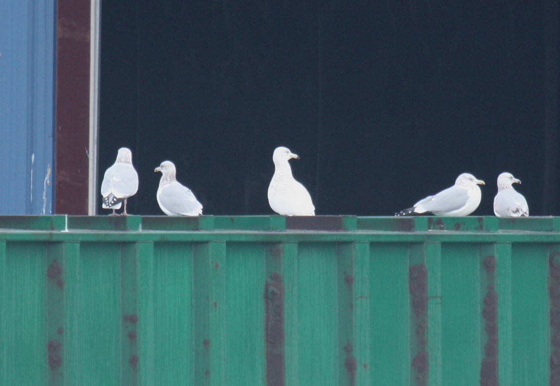Glaucous Gull