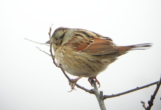 Swamp Sparrow