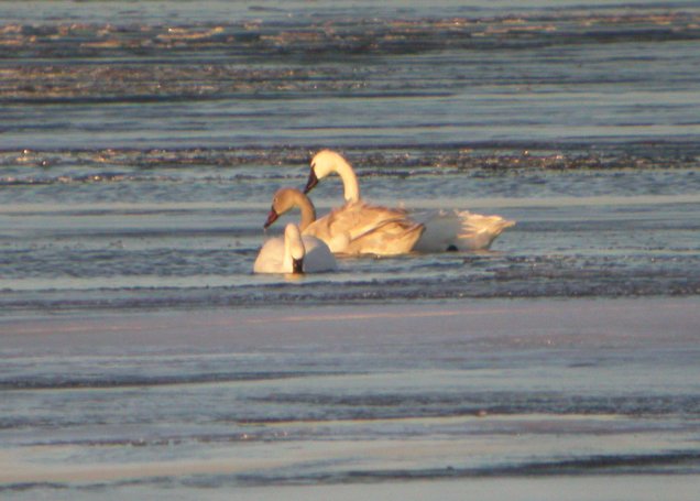 Tundra Swan