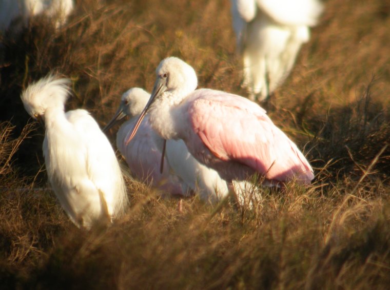 Roseate Spoonbill