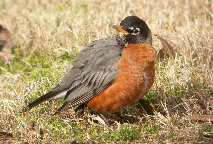 American Robin