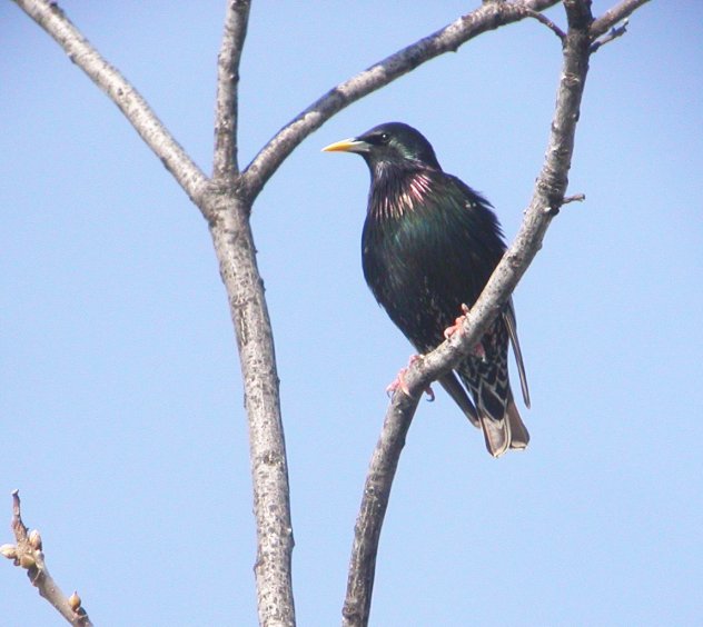 European Starling