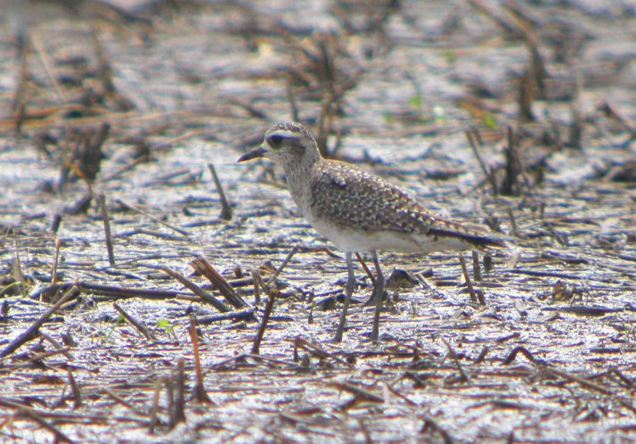 American Golden-Plover