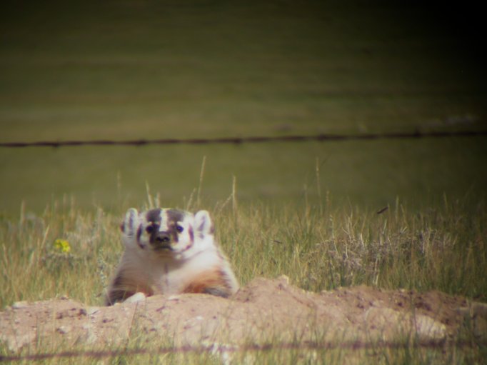 American Badger