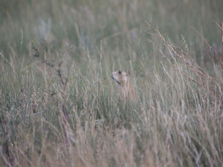 White-tailed Prairie Dog
