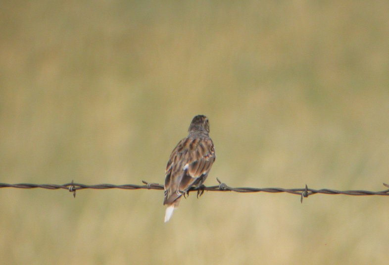 A good quiz bird