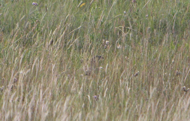Spot the sage-grouse