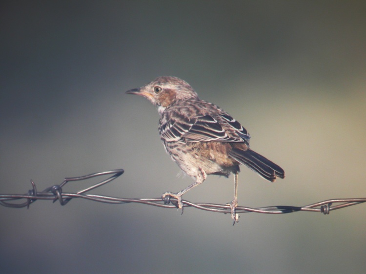 Sage Thrasher
