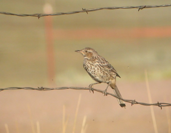 Sage Thrasher