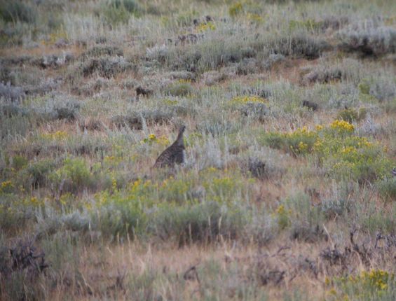 Greater Sage-Grouse