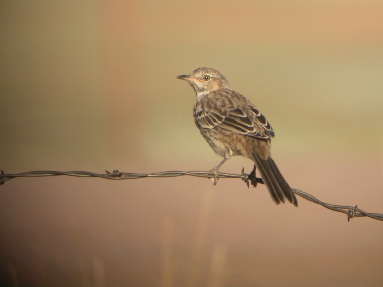 Sage Thrasher