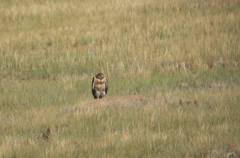 juv. Ferruginous Hawk