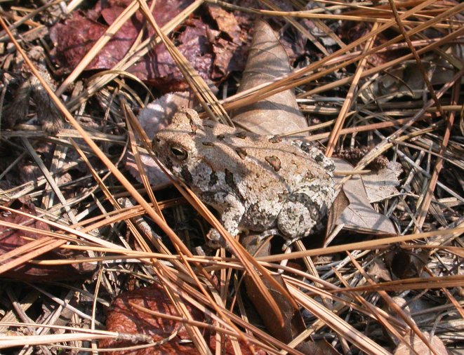 Fowlers Toad