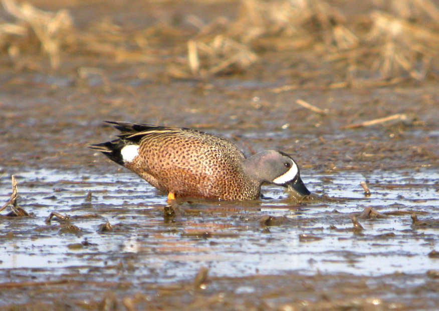 Blue-winged Teal